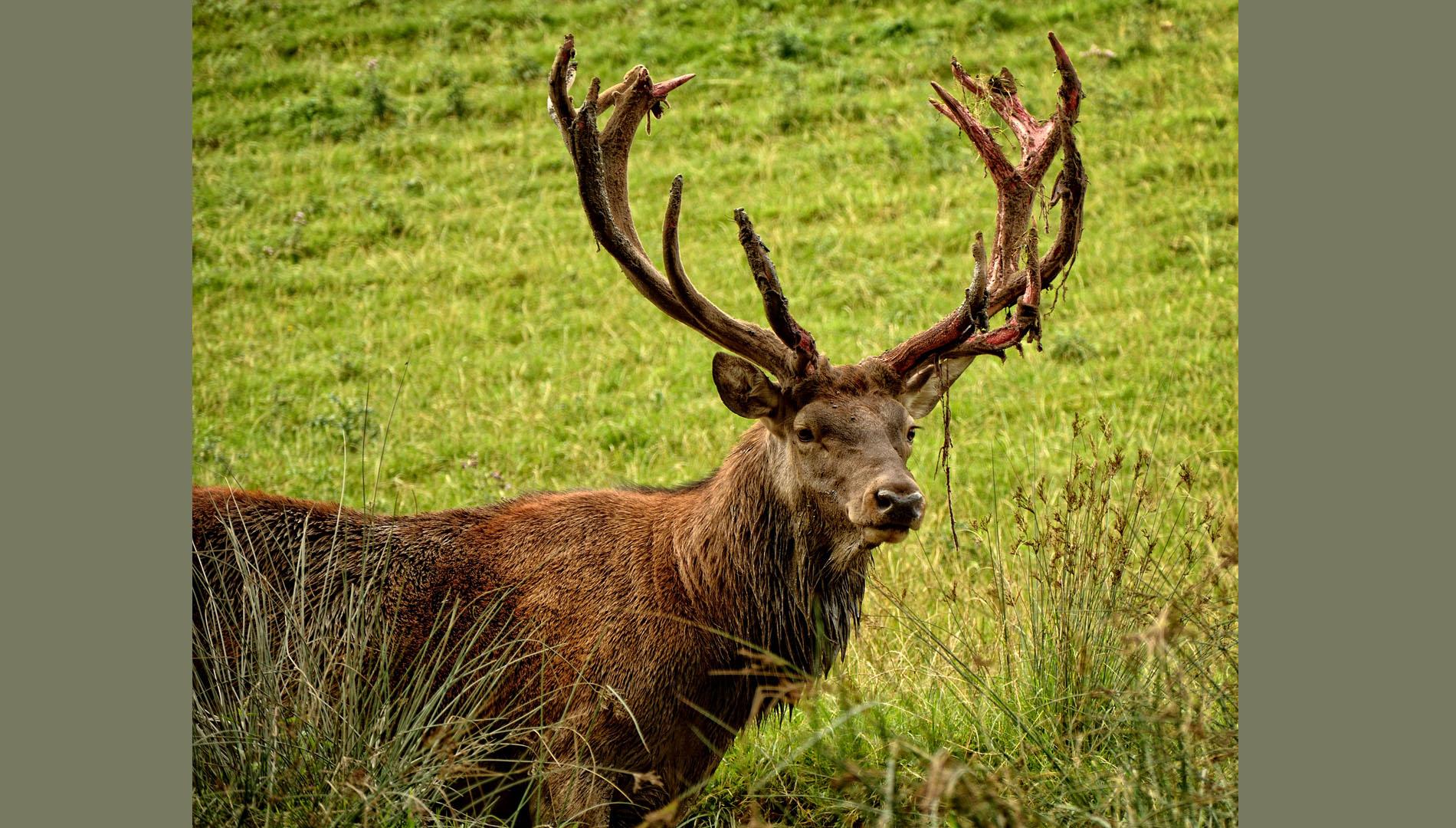 Soirée découverte du brame du cerf