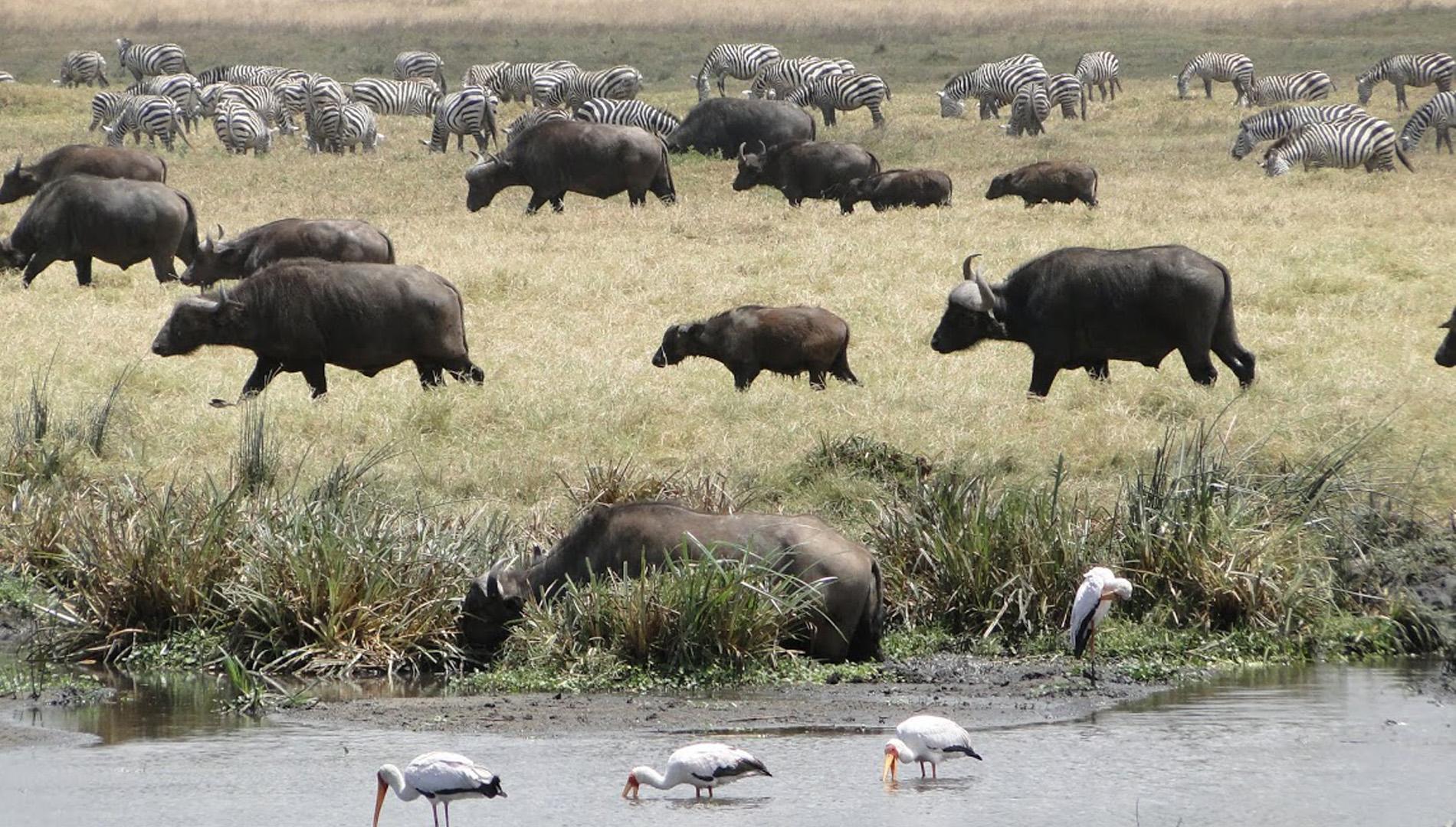 Un safari en Tanzanie : quelle aventure formidable!! Un safari en Tanzanie : quelle aventure formidable!!