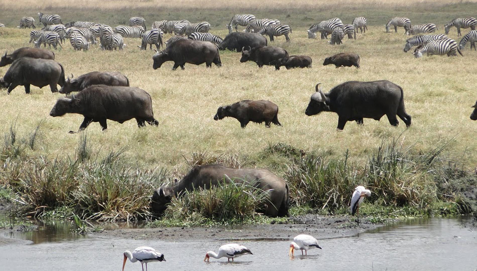 Un safari en Tanzanie : quelle aventure formidable!!