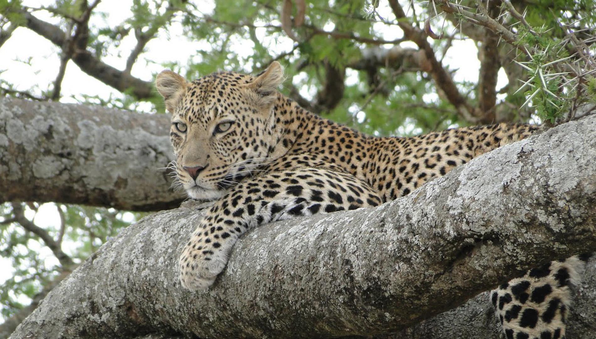 Un safari en Tanzanie : quelle aventure formidable!!