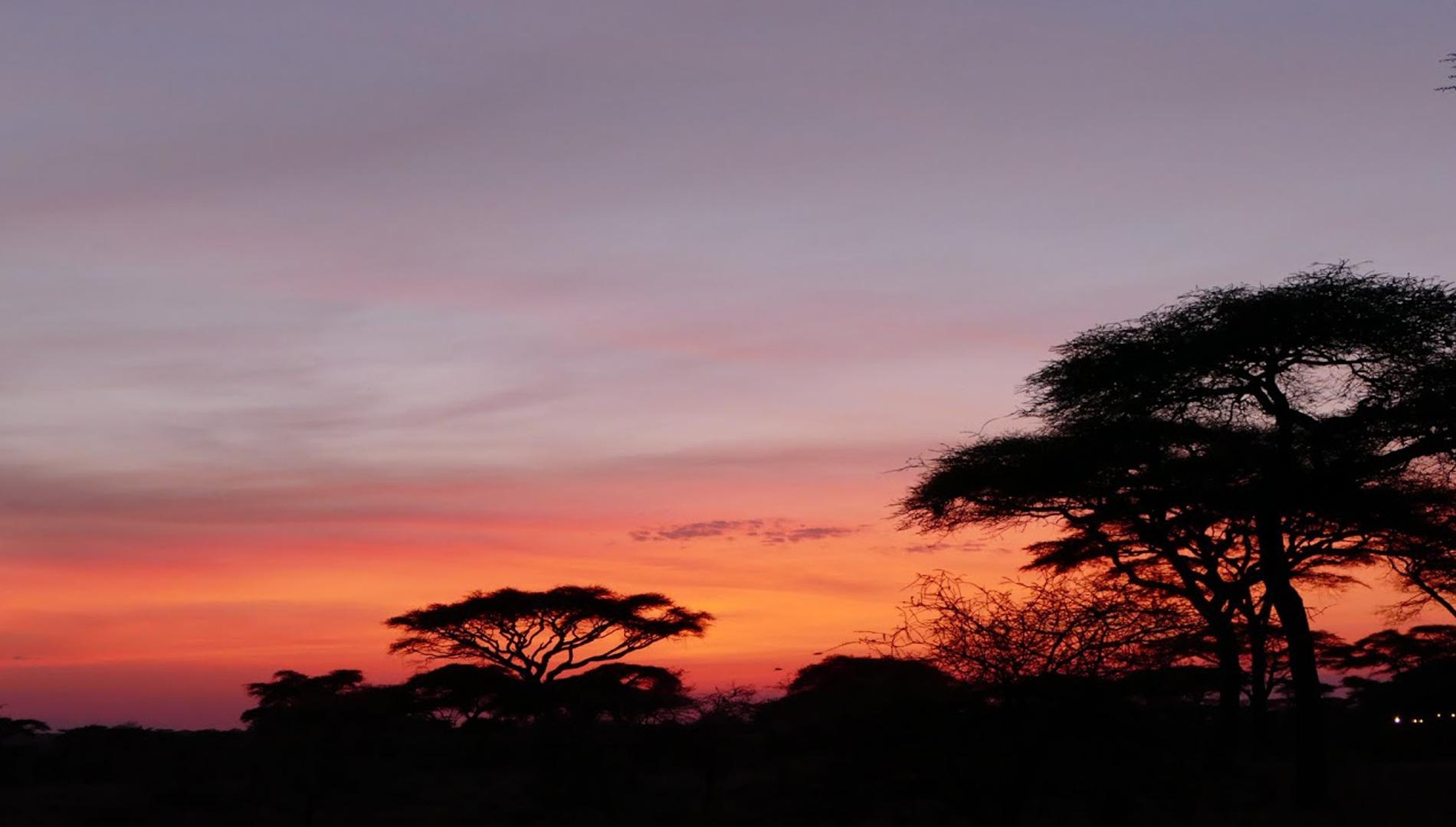 Un safari en Tanzanie : quelle aventure formidable!! Un safari en Tanzanie : quelle aventure formidable!!