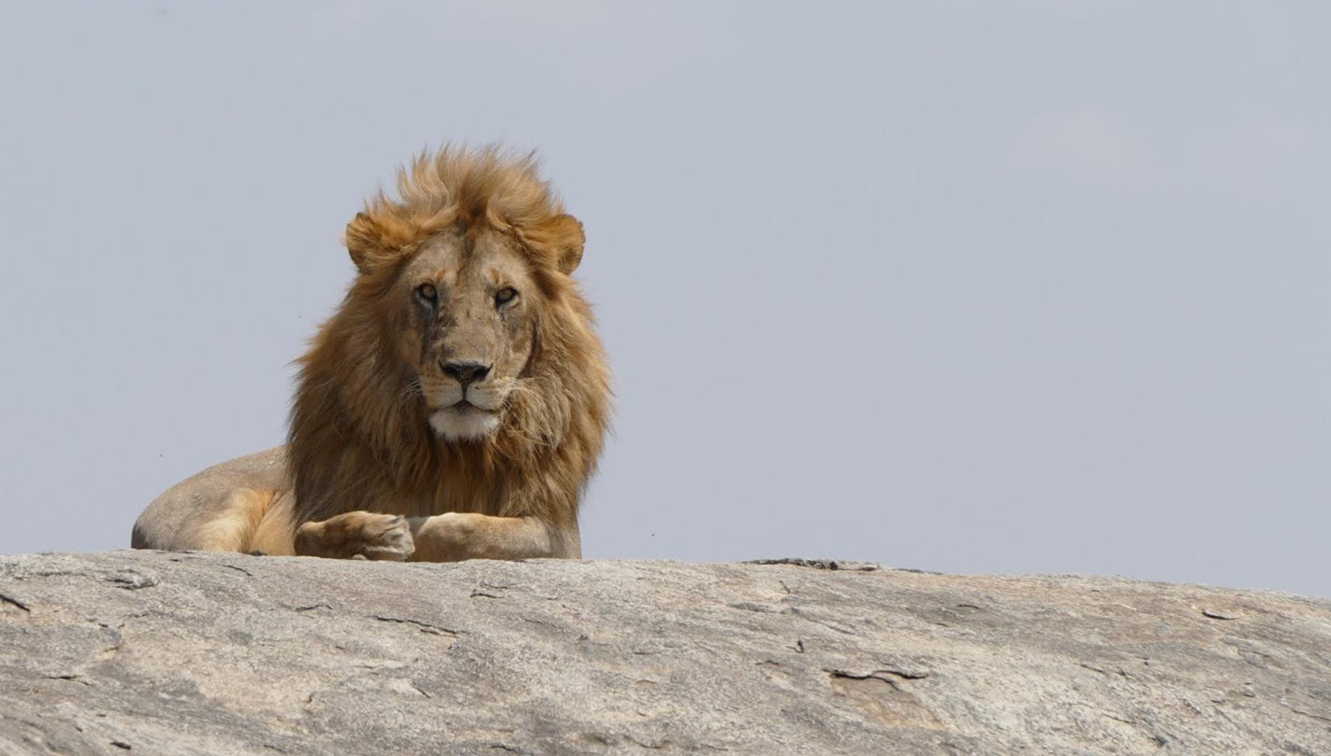 Un safari en Tanzanie : quelle aventure formidable!!