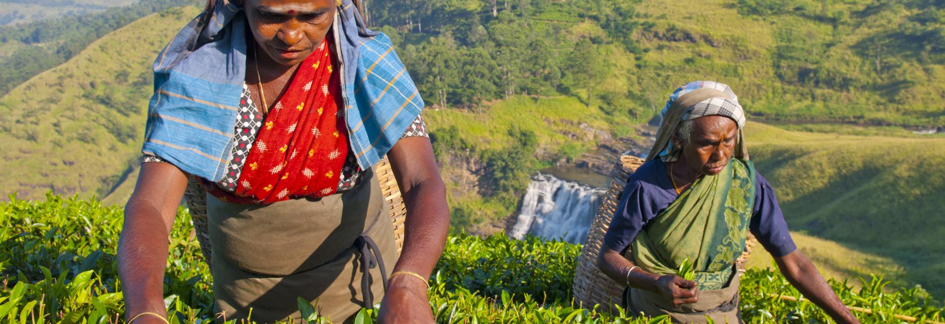 Sri Lanka, cueilleuse de thé